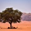 lonely tree in the desert of wadi rum