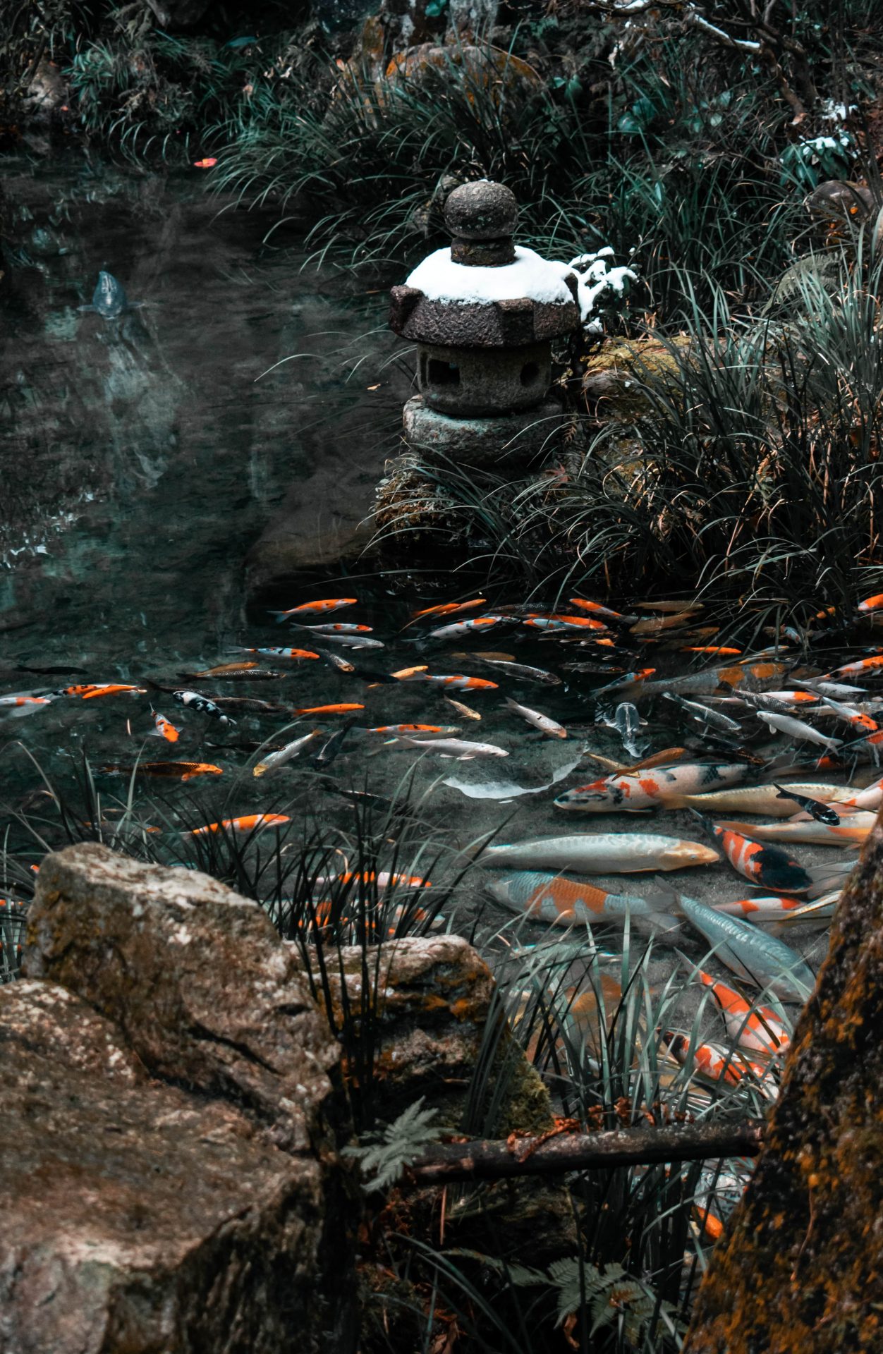 Japanese fish pond at a temple in Hiroshima