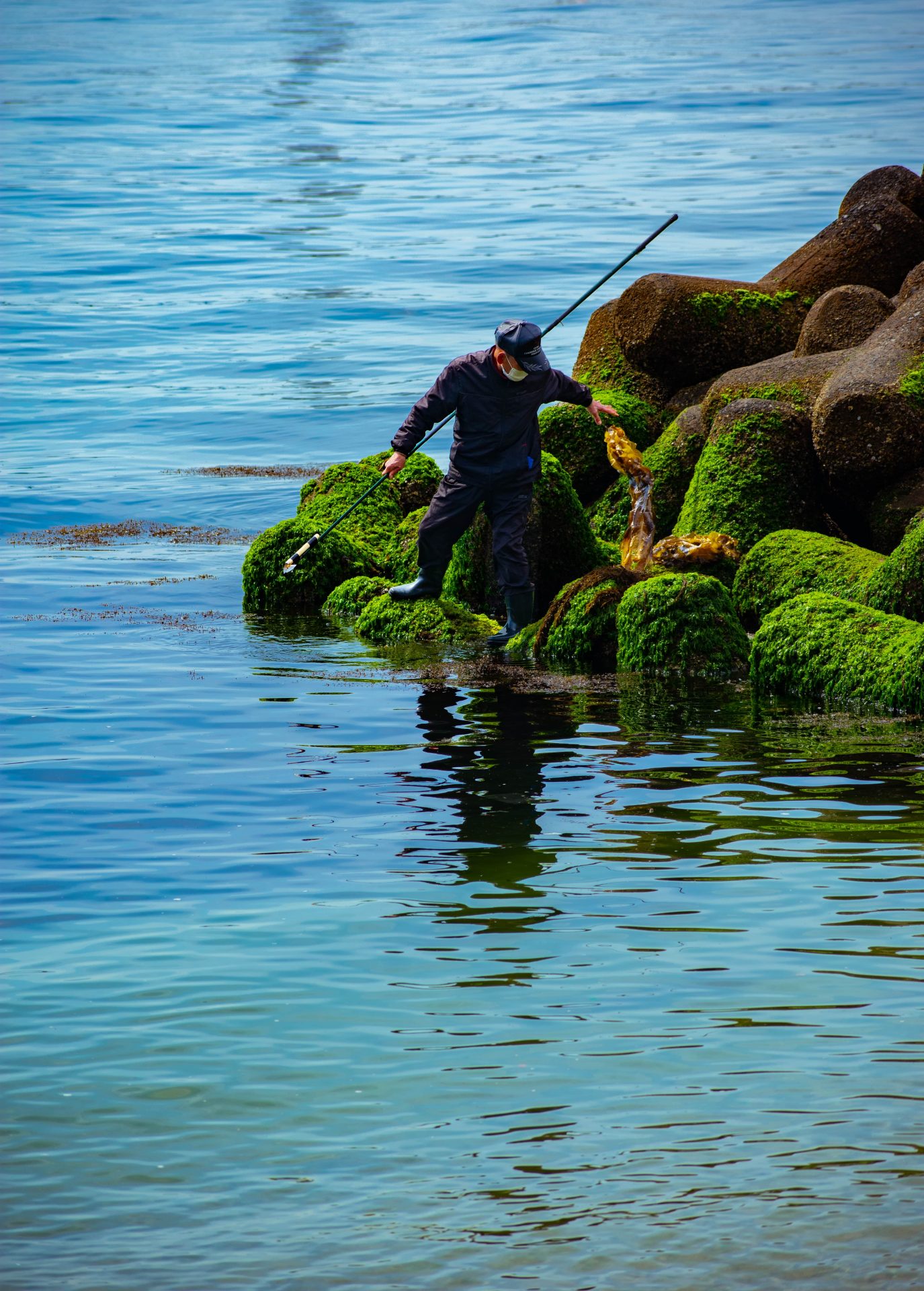 A man gathering seaweed while standing on the wavebreakers
