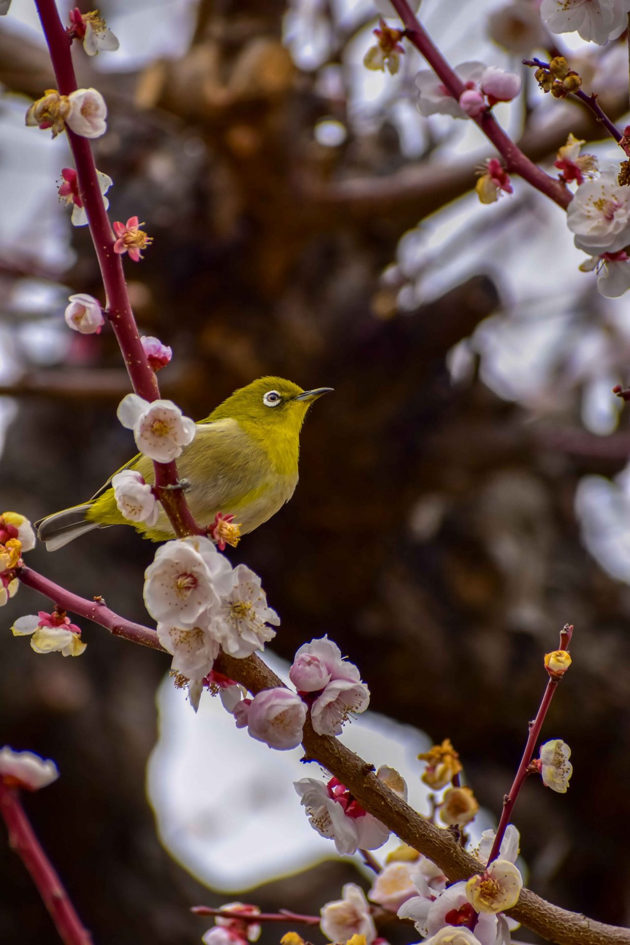 White eyed bird between cherry blossoms in Kyoto, Japan
