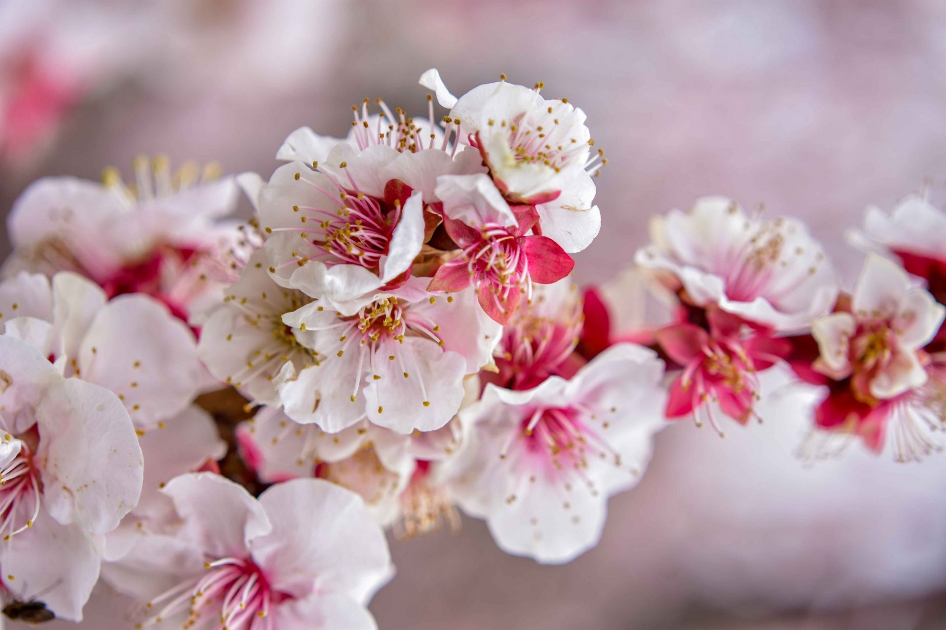 Sakura flowers photographed in Kyoto, Japan