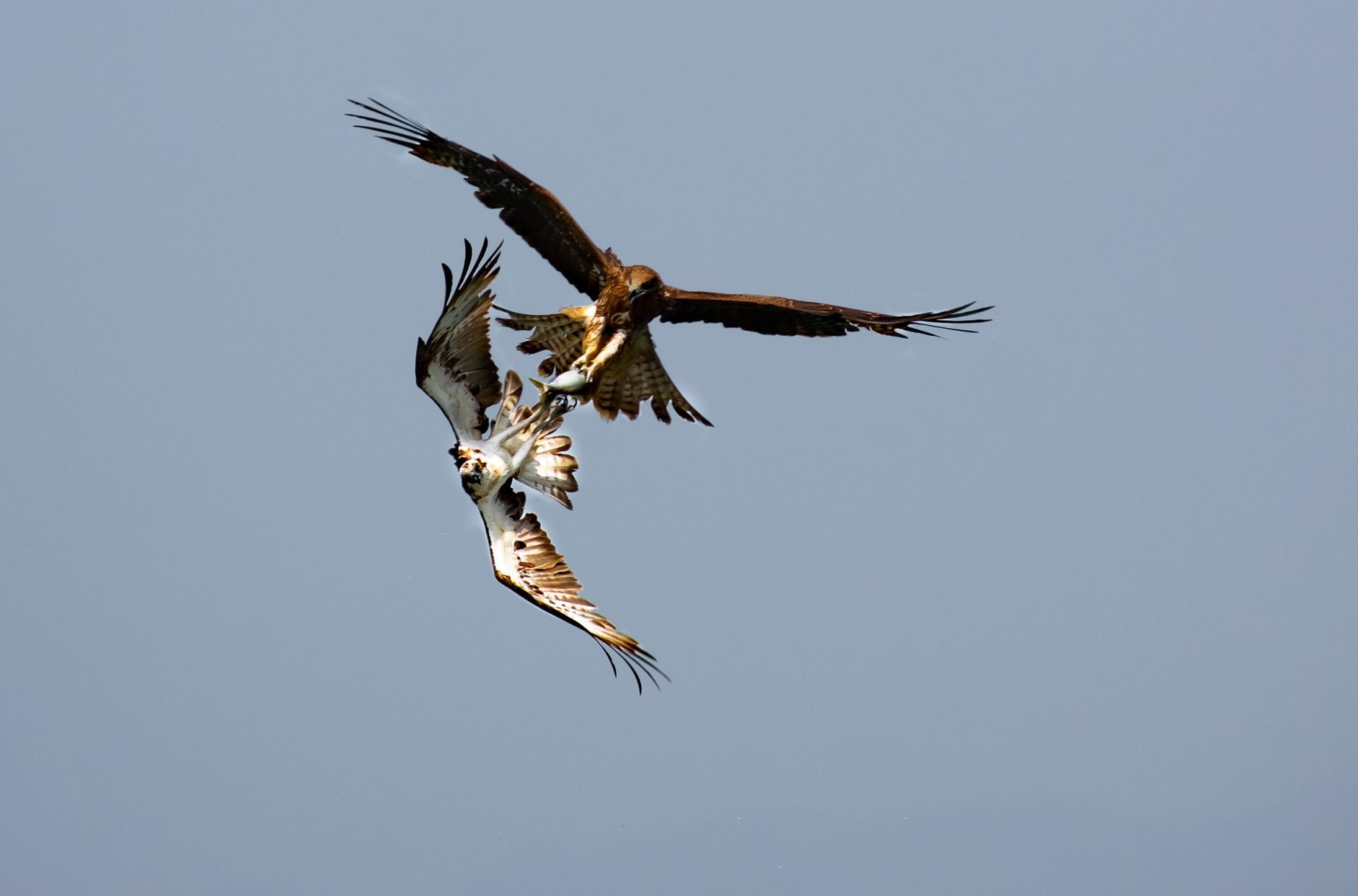 two birds fighting in the air over the fish