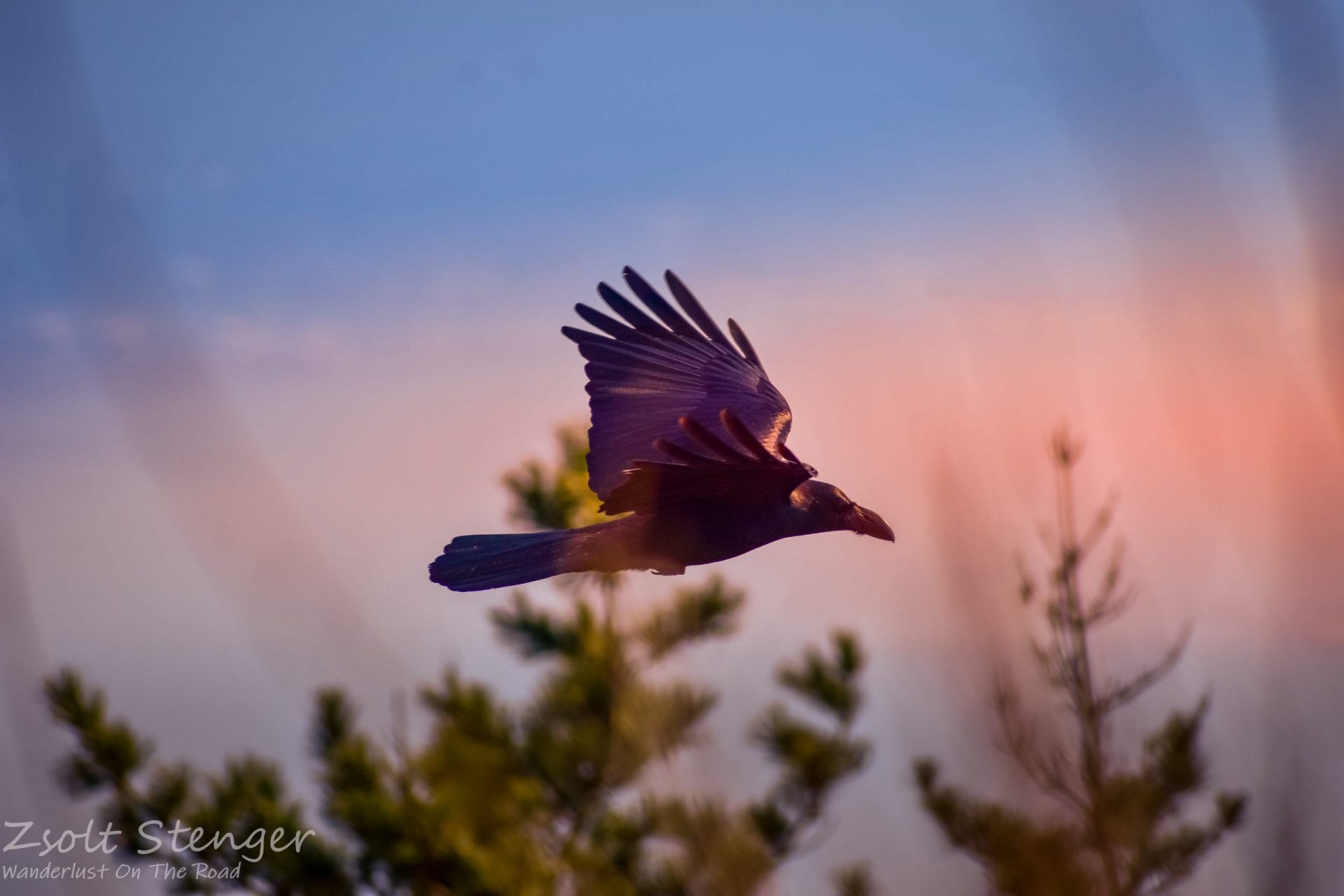A crow flying into the sunset with nice lights