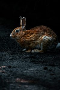 Read more about the article Ōkunoshima (rabbit island) photography