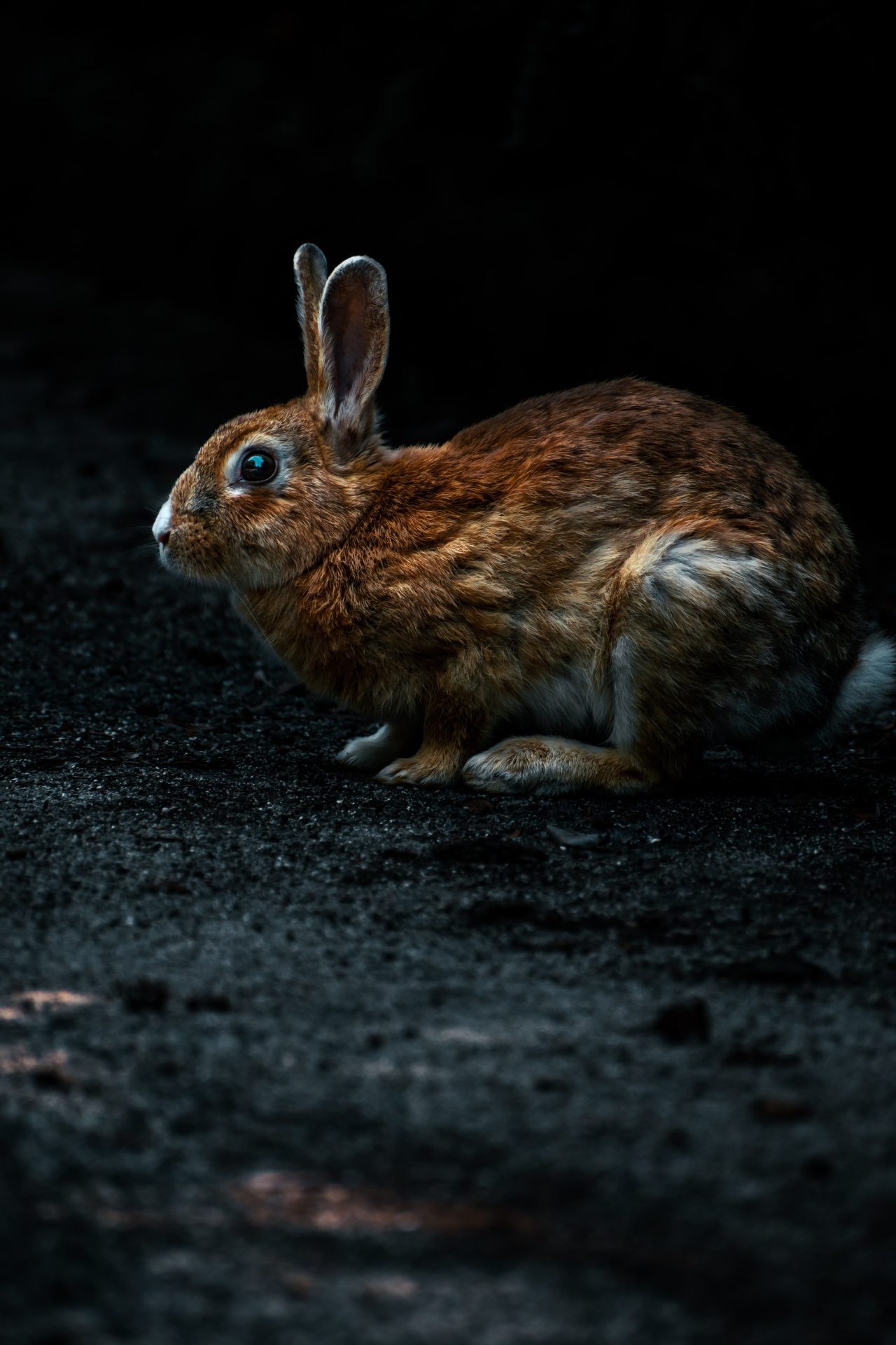 Rabbit photographed on the rabbit island in Japan