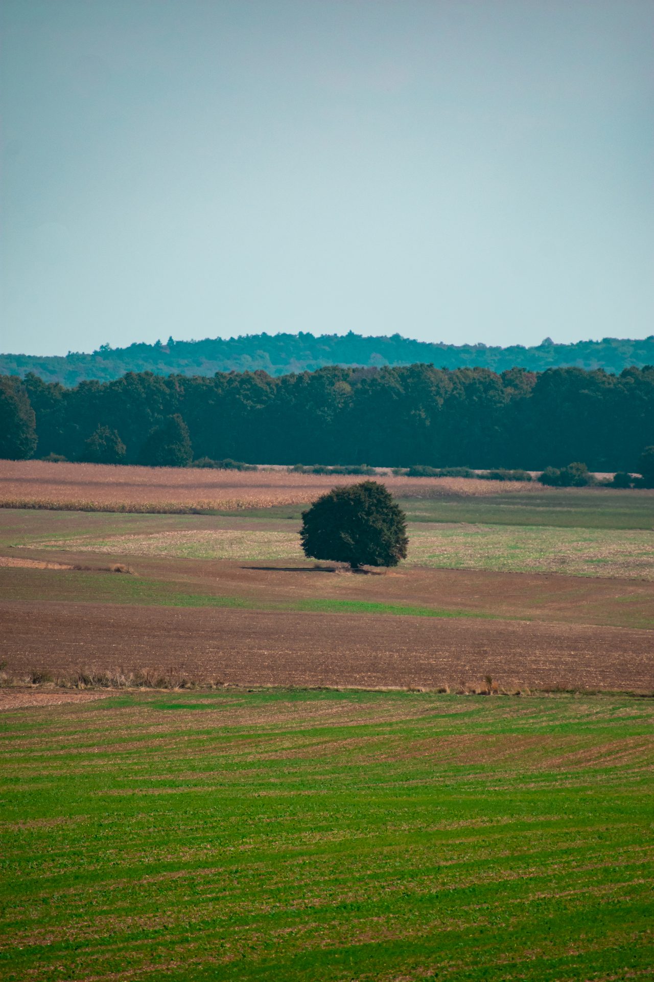 lonely tree on the field